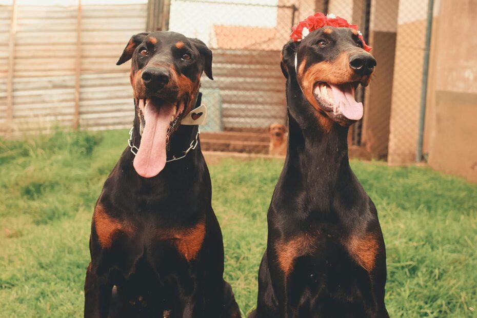 Two Doberman dogs sitting on grass, one with a flower crown, exuding playful charm.