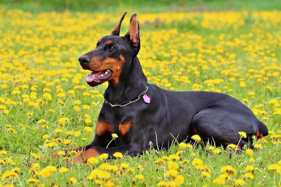 doberman, dog, nature, animal, pet, dobermann