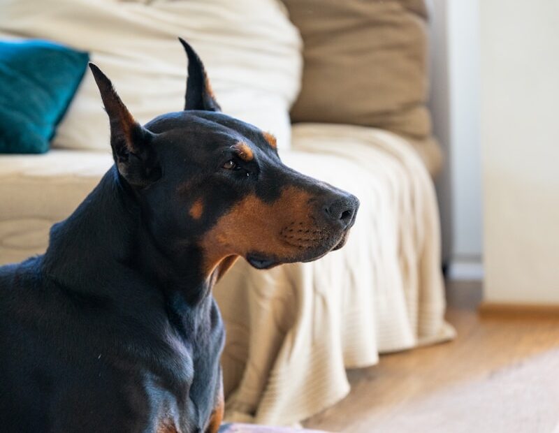 adult black and tan Doberman pinscher inside room